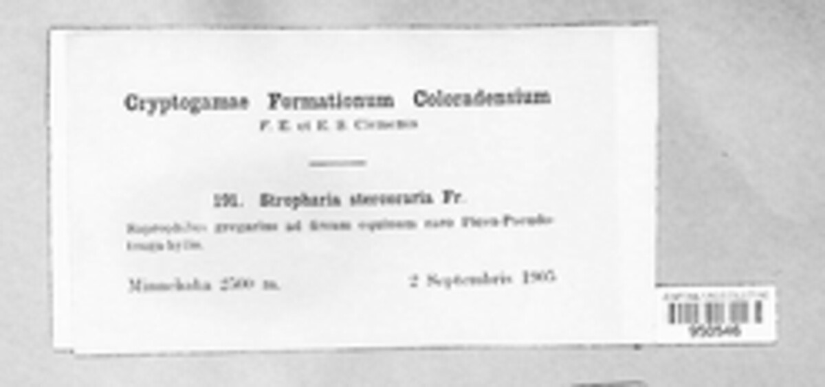 Protostropharia semiglobata image
